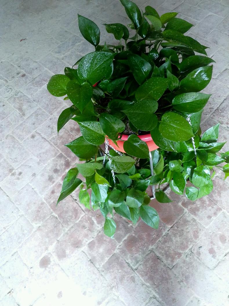 绿萝叶子变黄怎么养才能更旺盛,养的绿萝这几天叶子黄了怎么处理