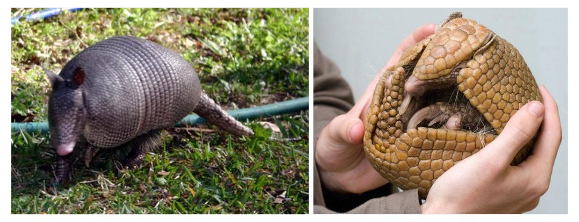 十大珍稀皮料,珍稀皮革