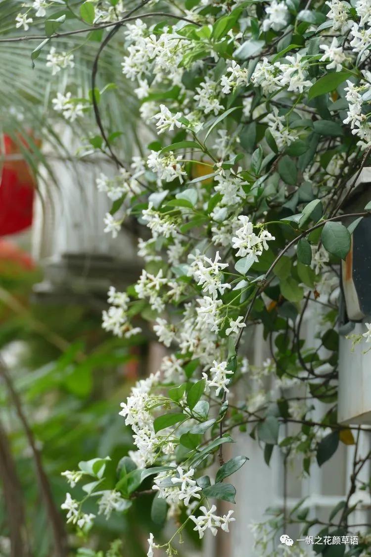 络石（Trachelospermumjasminoides）