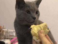 铲屎官想偷吃点零食也太难了吧,铲屎官日常被撒狗粮