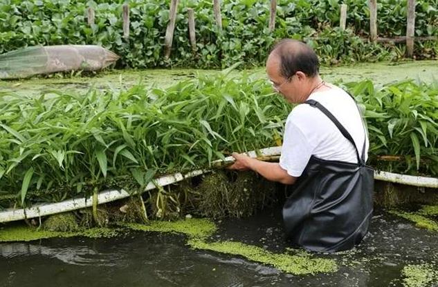 农业种地发家致富,农民种地致富的路子
