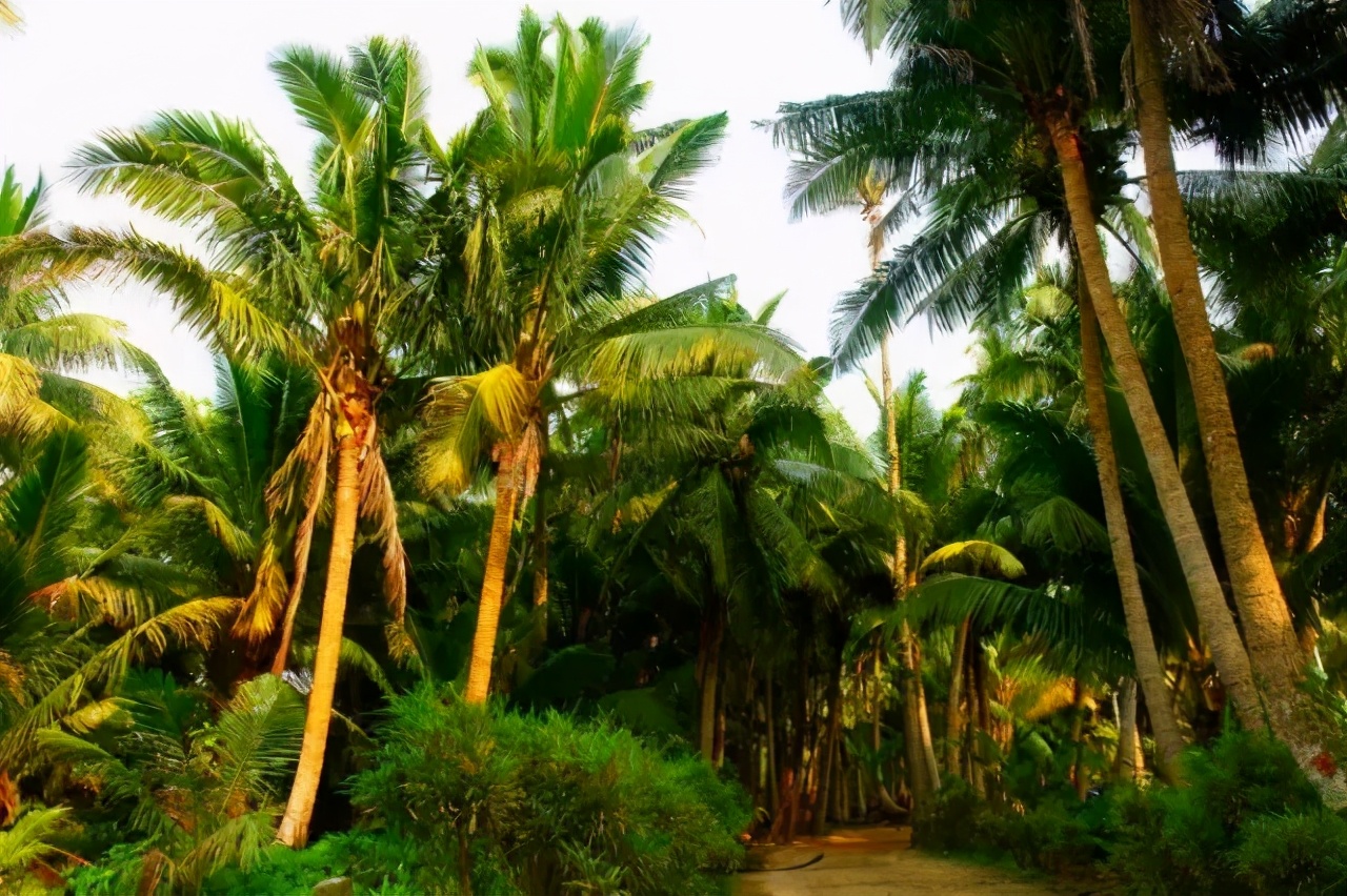 海南文昌东郊椰林风景名胜区,海南东郊椰林最美视频