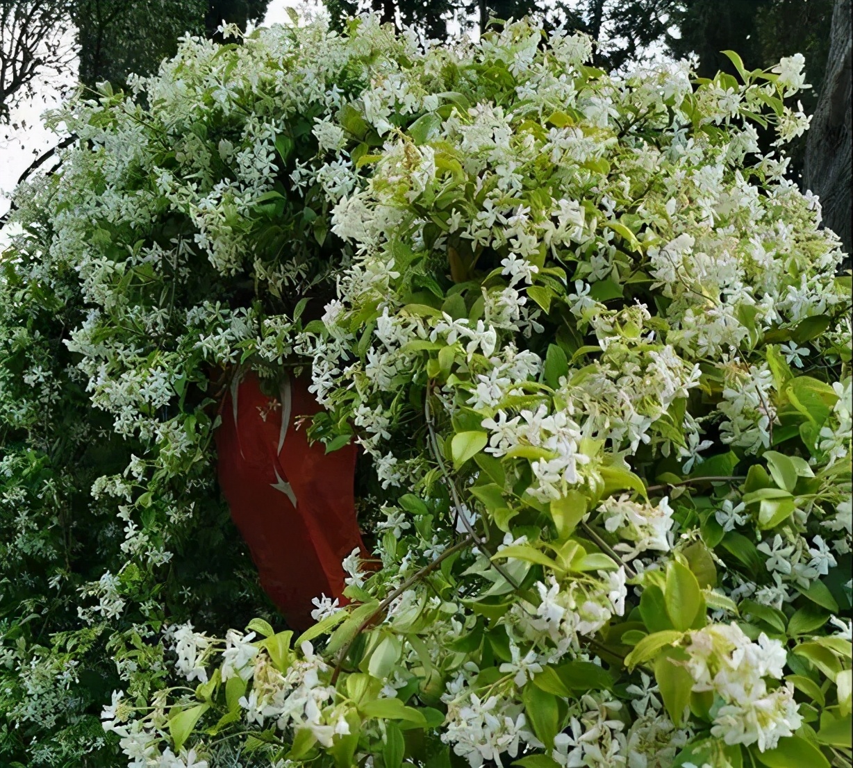 越热越好养的5种花,爆花好养的花耐高温耐寒