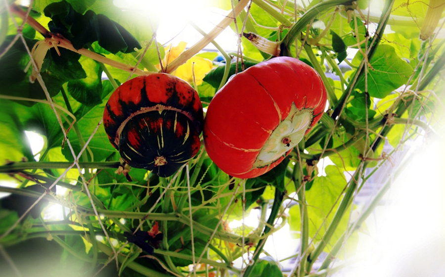 扫落叶优美诗句,扫落叶的诗句