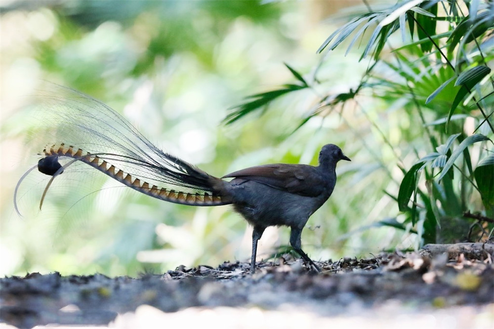 澳洲有种爱唱歌的鸟，学别的鸟叫营造假象，还能模仿汽车喇叭声