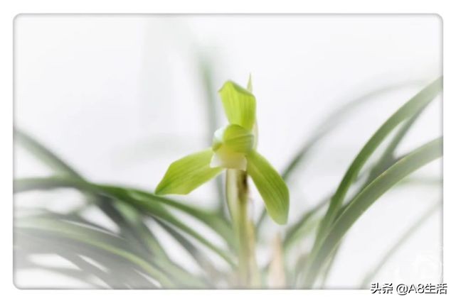 春兰张荷素兰花介绍,每日一品中国兰花春兰