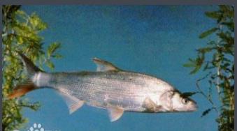 凶猛路亚对象鱼,路亚对象鱼有哪些