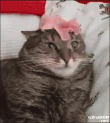 猫咪呕吐的原因及处理方法,猫咪呕吐不吃猫粮是什么原因