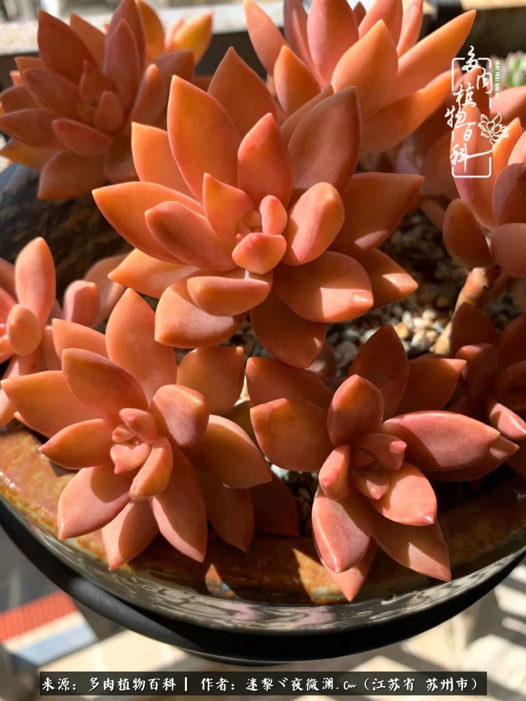 围观多肉版武林大会，一起穿越吧,下