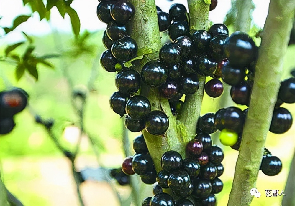 中国有几种奇异水果,好吃的奇特的水果有哪些
