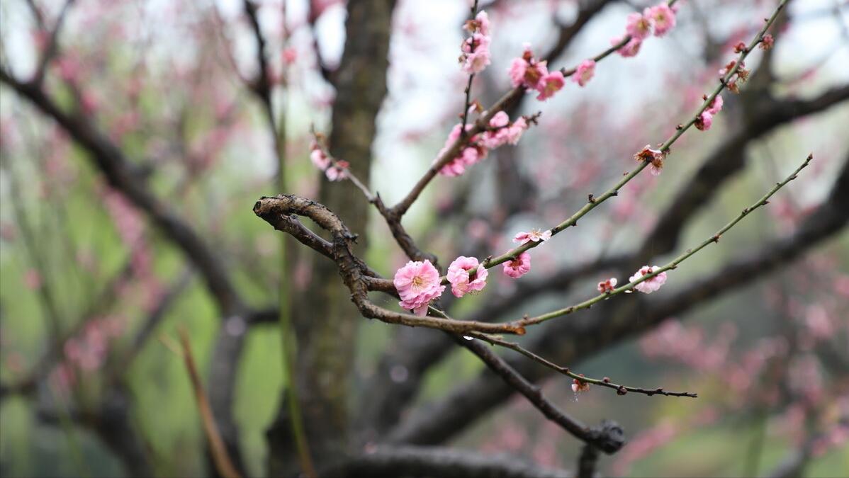 有关24节气雨水的古诗初春小雨,关于雨水节气的古诗大全10首