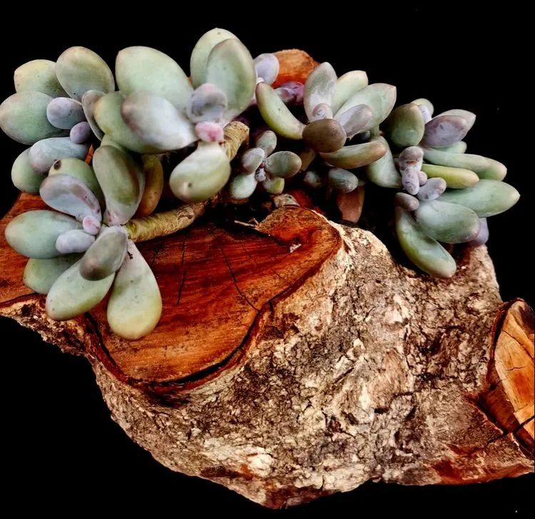 一盆仙人掌和一盆月季的故事,一个多肉的故事