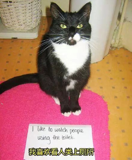 猫猫静悄悄歌曲,当猫猫静悄悄地过去偷吃你的东西