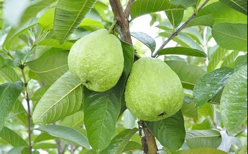 芭乐番石榴有什么营养,番石榴和芭乐是一种水果吗