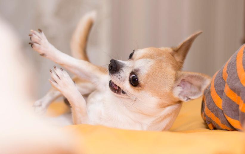 “忽悠”我买吉娃娃的人，你们把我害苦了