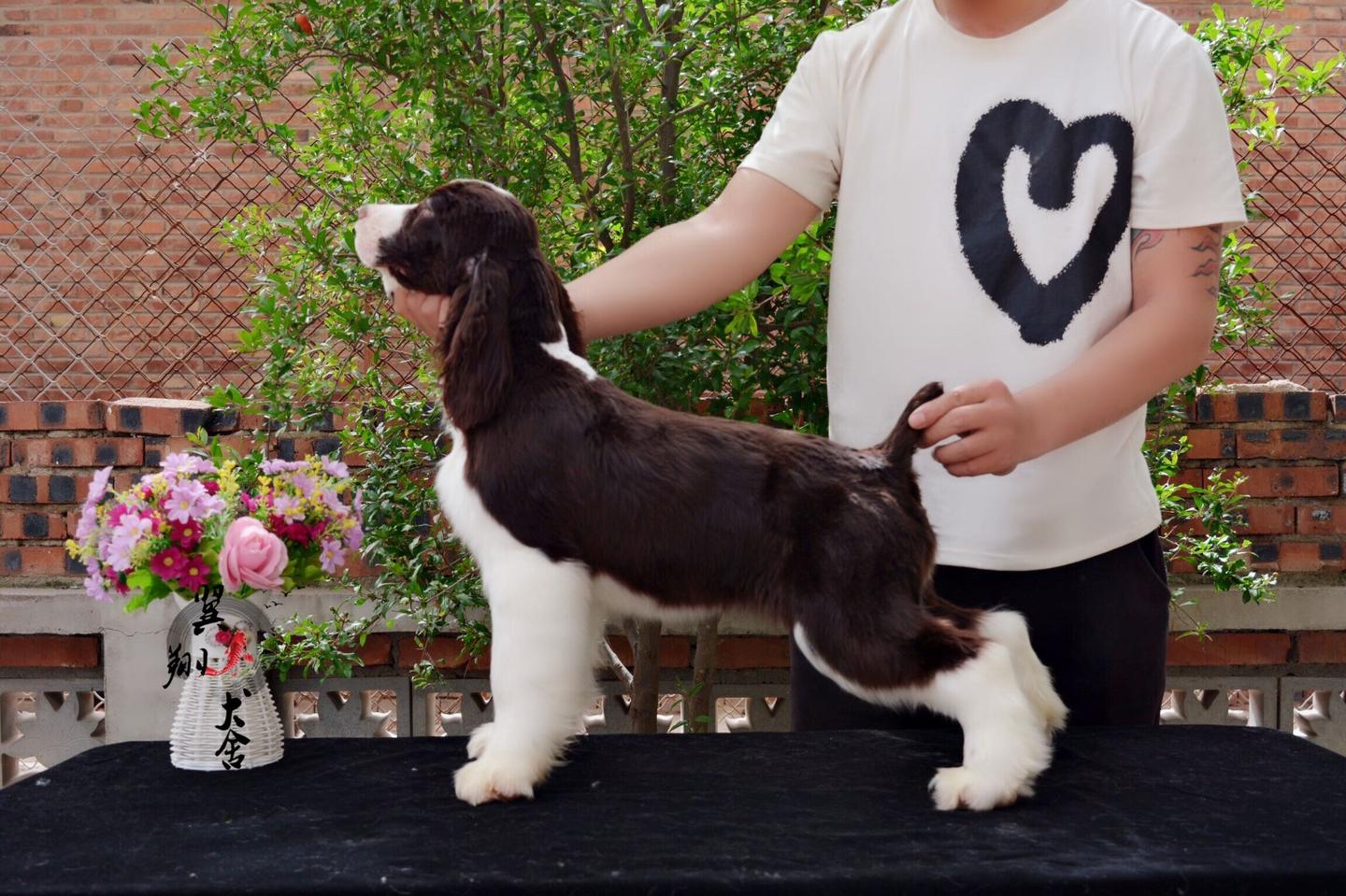 最齐全的狗狗品种介绍及图片,带你了解一下常见狗狗的品种