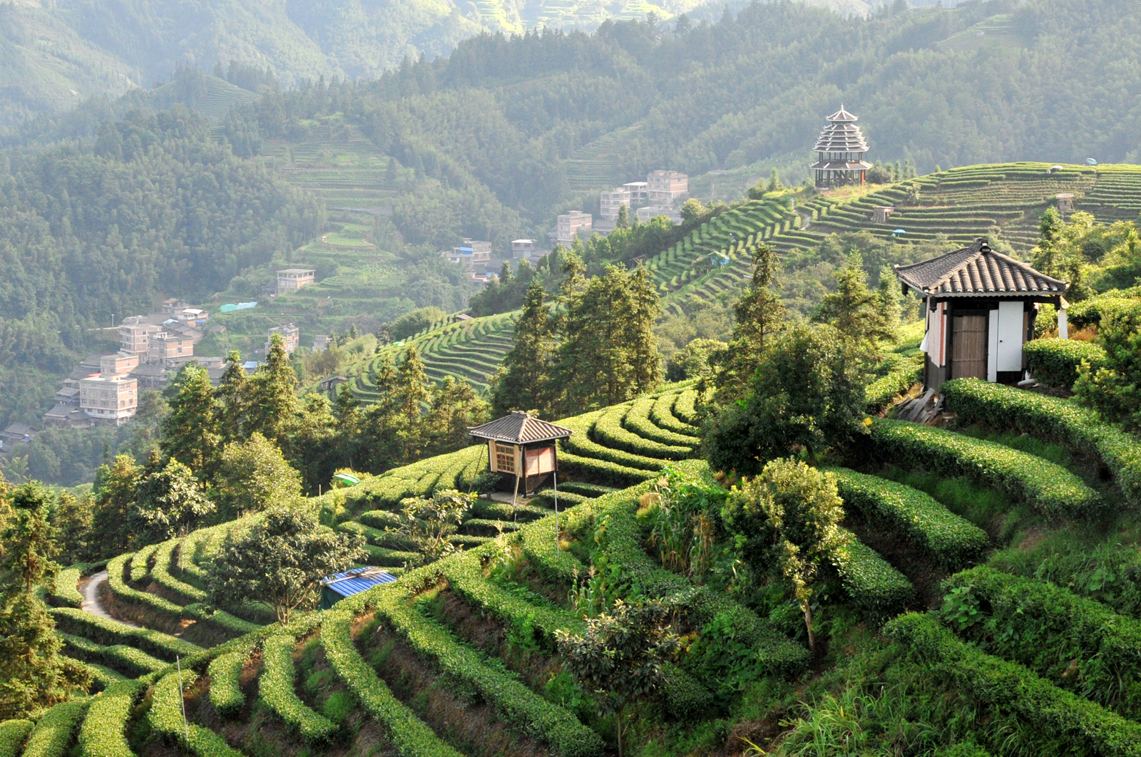 自炒茶叶纯天然,云南茶传统柴火手工炒茶