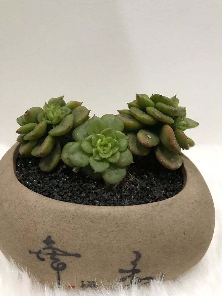 多肉名字怎么记,养多肉人的名字