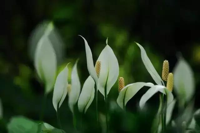 什么植物甲醛吸附好,房间里吸收甲醛的植物有哪些