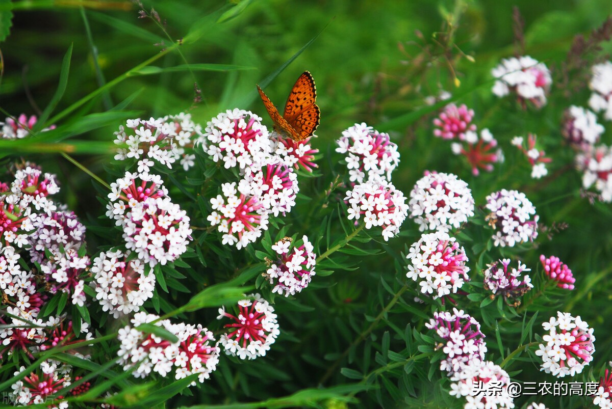 美丽有毒的植物认识11种毒花毒果,五大常见有毒植物你家里有吗
