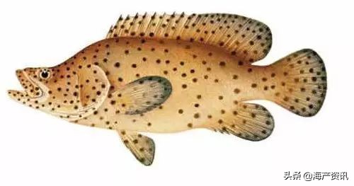 顶级海鲜鱼类大全图解,常见海鲜鱼类哪些便宜