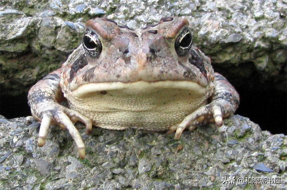 民间故事曾经的土匪,民间故事山匪抢财主