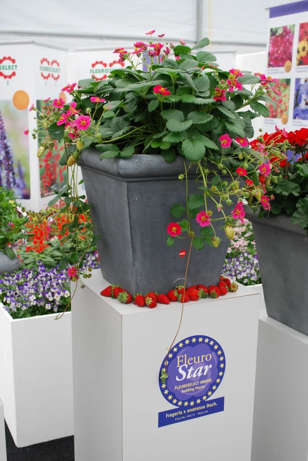 红花草莓托斯卡纳,红花草莓和白花草莓哪个好