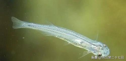 全球最危险的鱼,世界上最致命的鱼