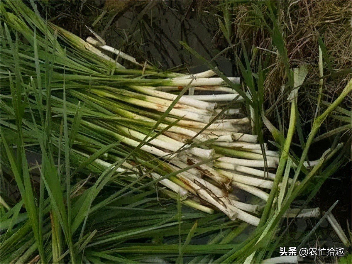 水蜡烛根茎,水蜡烛的根茎