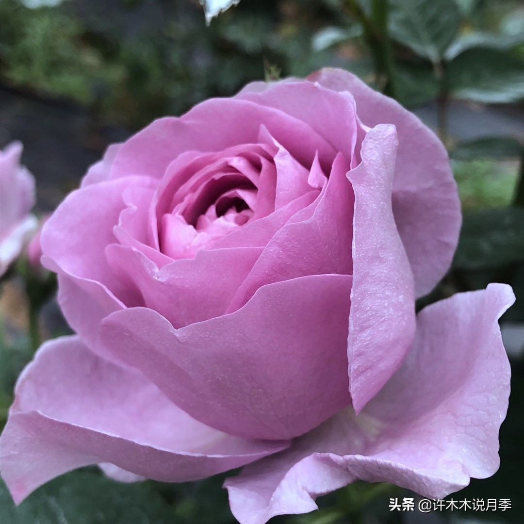 区分爬藤月季和普通月季的方法,微月阳台月季灌木品种有哪些