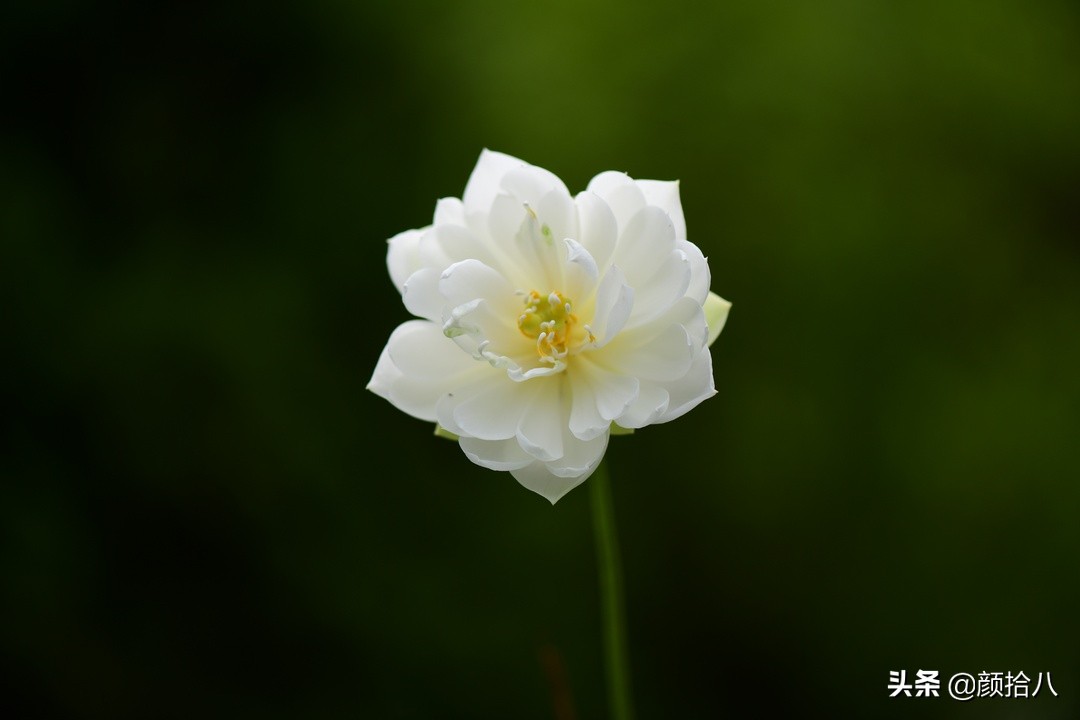 碗莲种藕生长到开花全过程,碗莲种藕到开花的过程