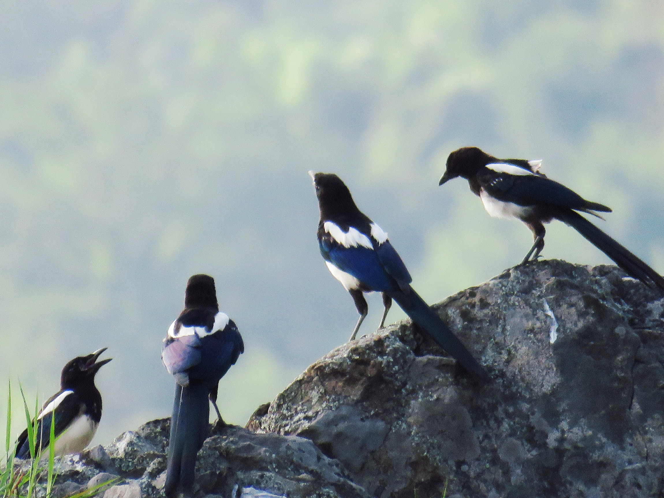 喜鹊的主要特征有哪些,喜鹊的八大特征
