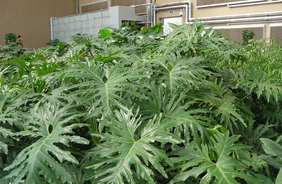 100种常见观叶植物图鉴史上最全,农村常见的100种植物