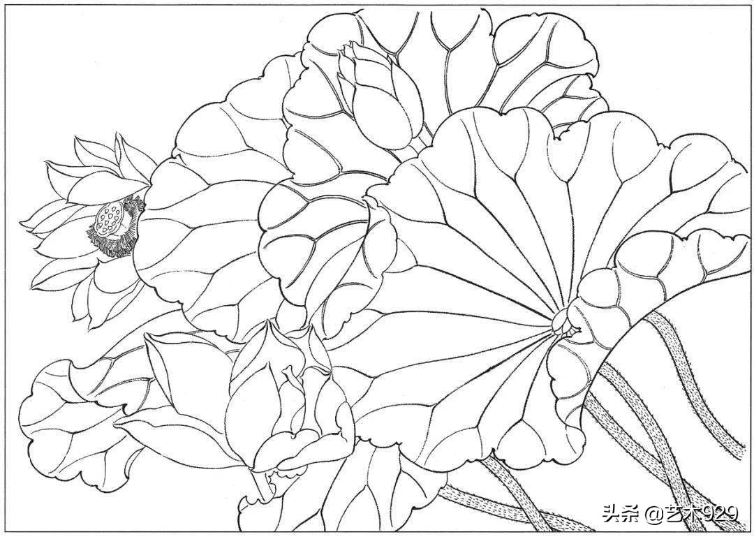 适合初学者的荷花白描画稿,荷花小品实用白描画稿