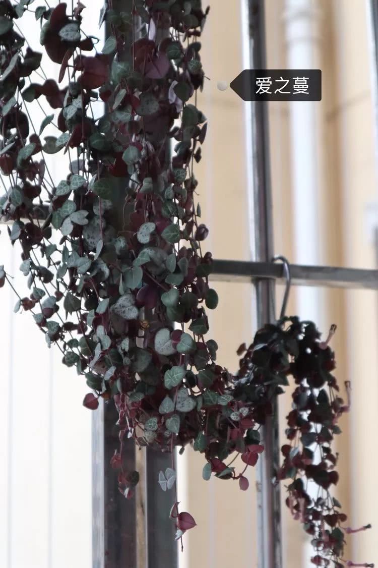 多肉名字怎么记,养多肉人的名字