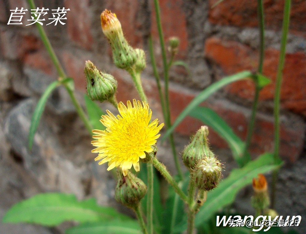 野生菊苣的辨认与图片,野菜苦菜识别方法