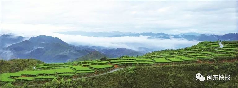 带动周边农户种植增收致富,带动农户增收