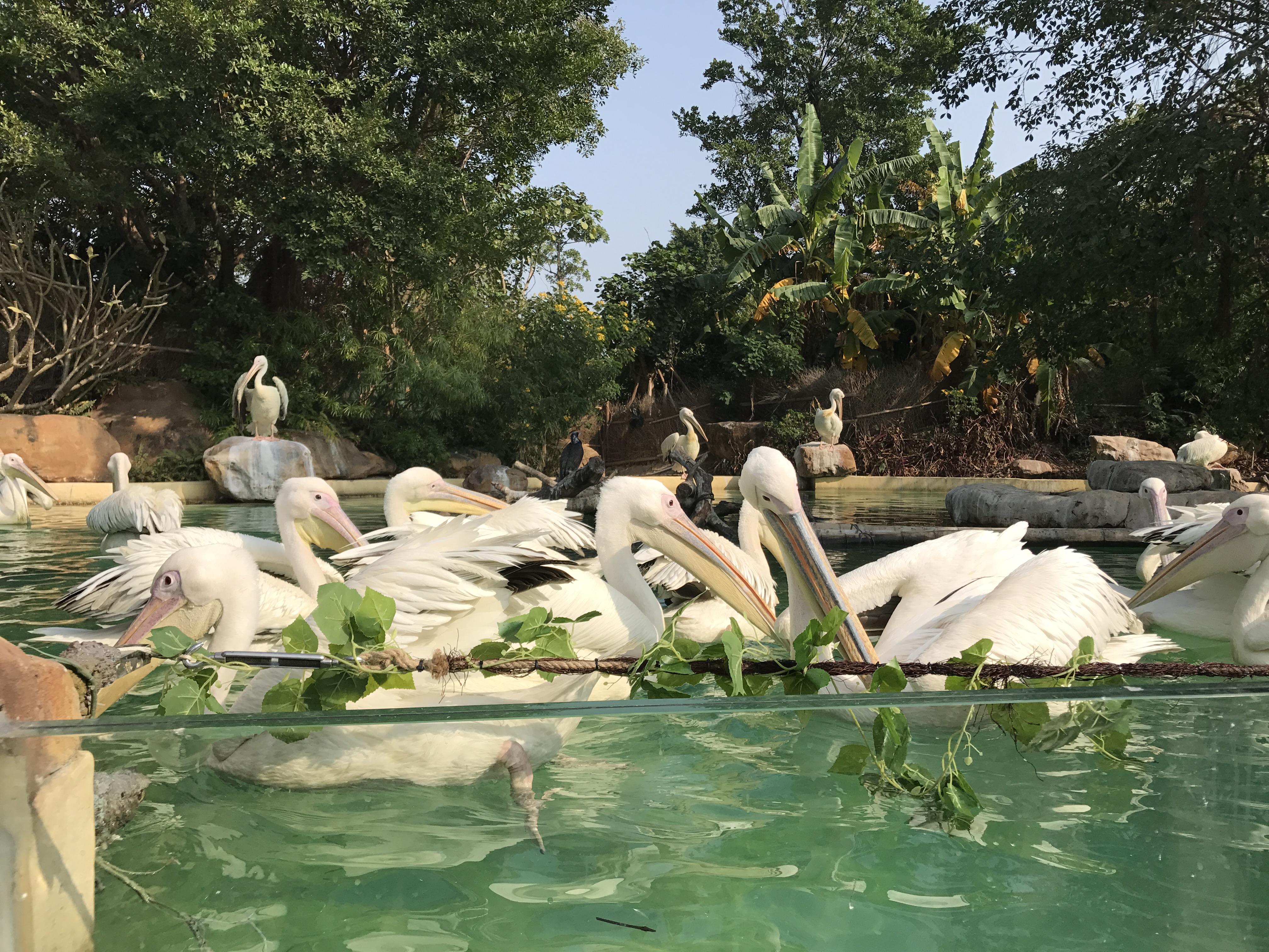 广州长隆好玩还是珠海长隆好,广州长隆和珠海长隆哪个好玩一些