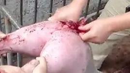 猪身上发红发紫又脱肛怎么办,猪脱肛最佳的治愈方法