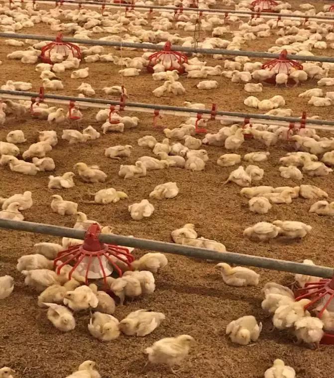 「连载一」吕品：秋冬季饲养管理要点之“生物安全与温度管理”