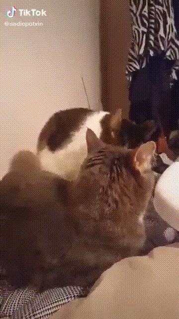 每日爆笑GIF图：好好干，等公司上市了给你股票期权