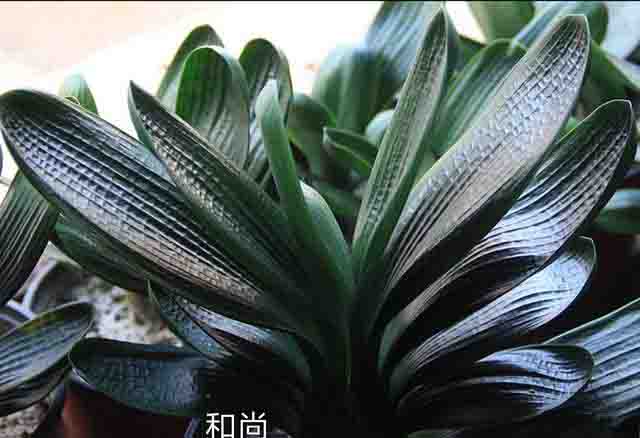 为何有的君子兰怎么养都不开花,君子兰长得很好但不开花怎么办