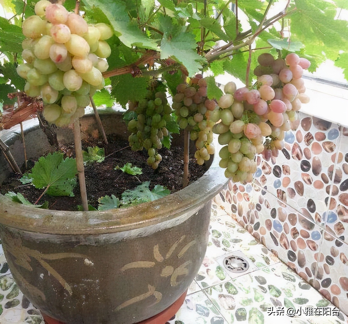 家里种什么招财又旺宅,院中栽什么树聚财镇宅