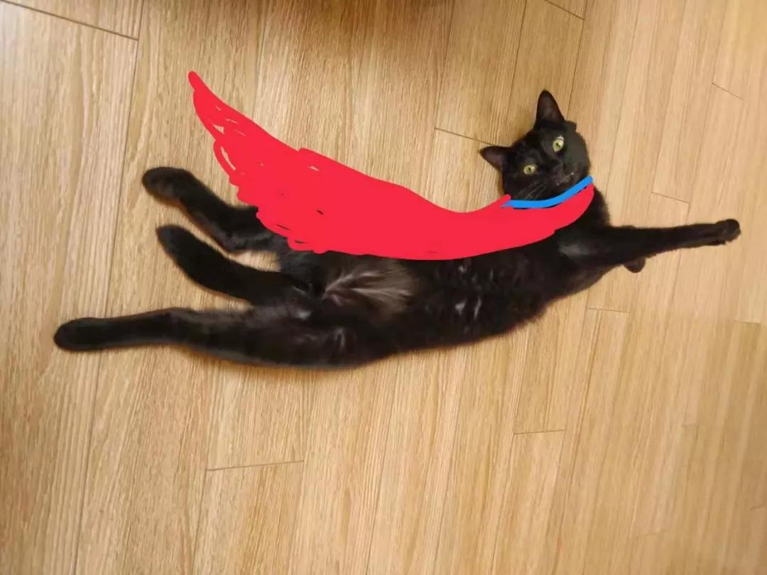 怎样写一份完美的养猫手册,新手养猫手册怎么写