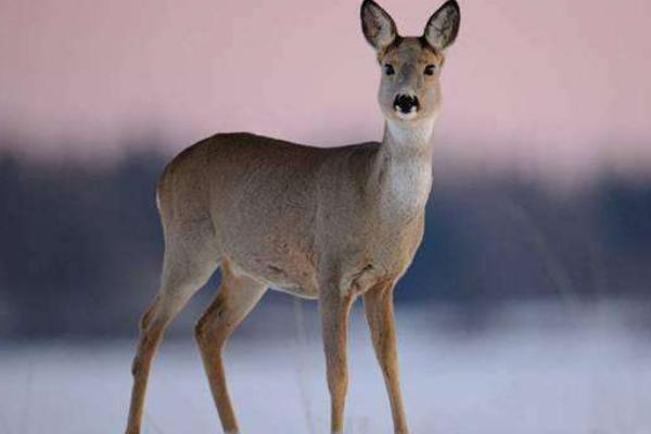 狍子养殖市场前景,狍子人工养殖前景如何