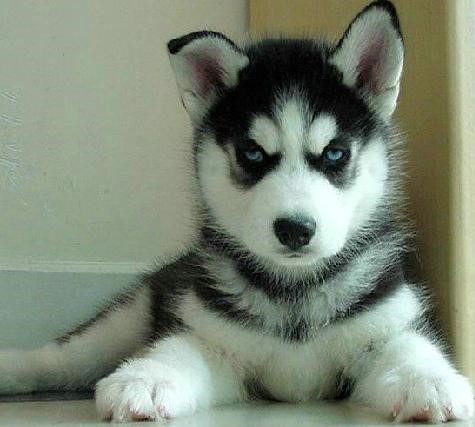 常见狗狗价格排行,狗狗价格以及品种大全