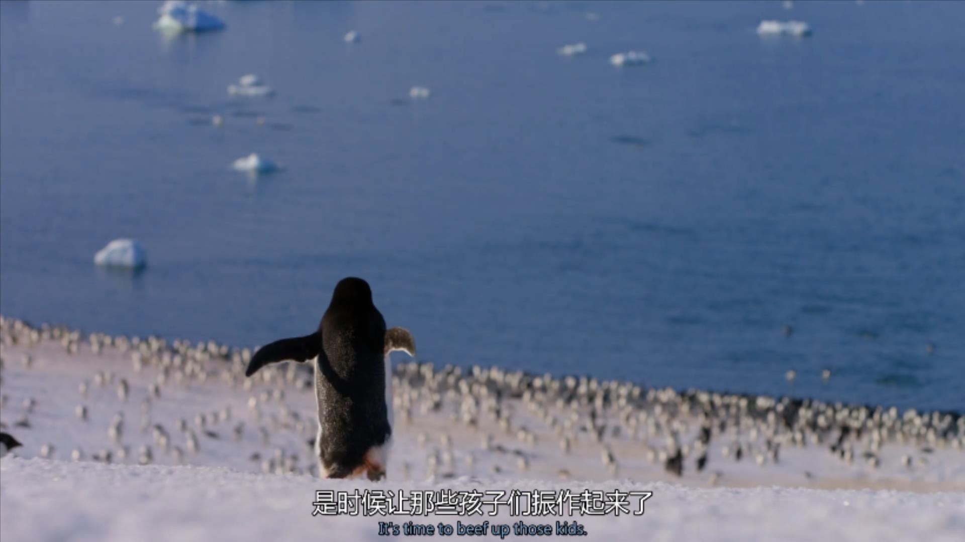 大过年的，被这些小萌萌给笑掉了头