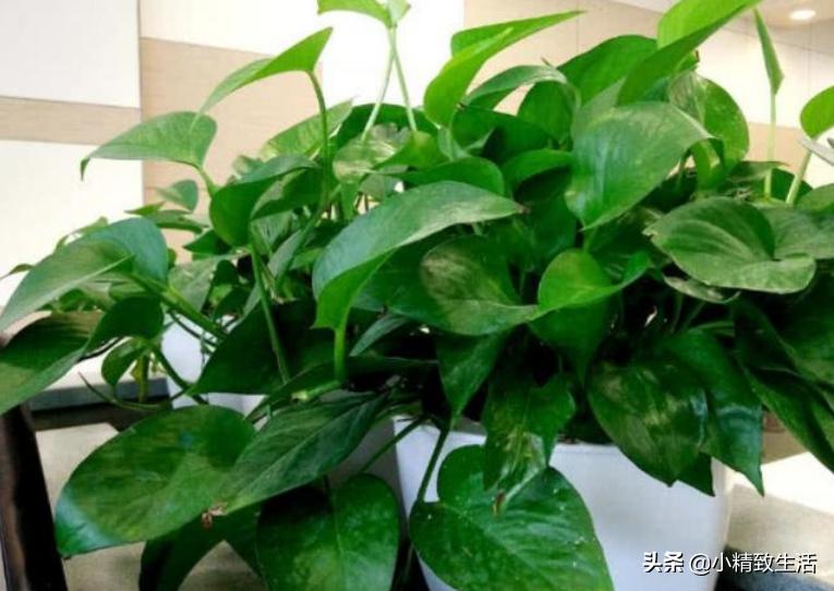 绿萝怎么养成一面墙,怎么让绿萝爬满柱子
