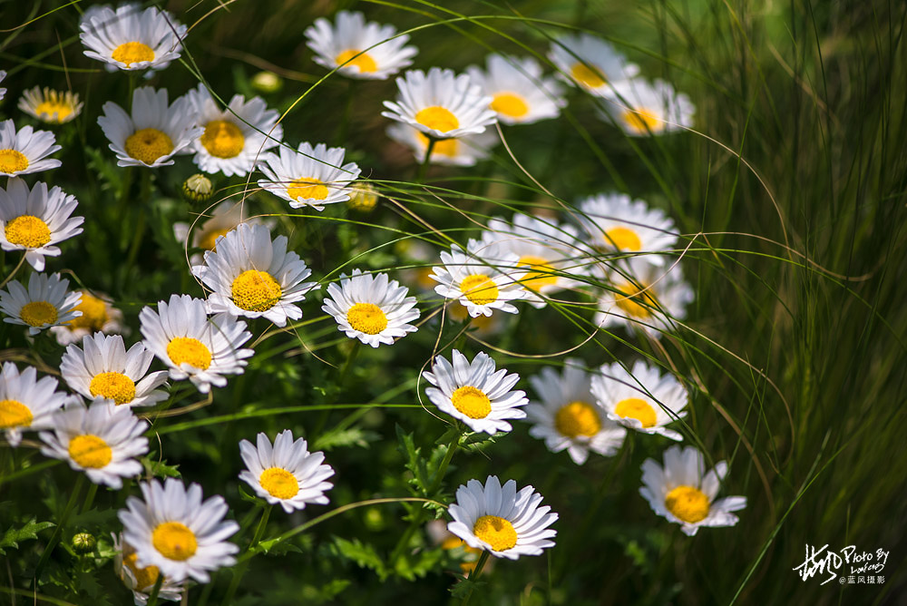 上海国际花展一览表,上海国际花展一览