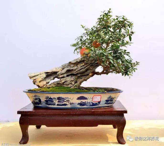 石榴树树干修剪视频,石榴树修剪枝条的方法